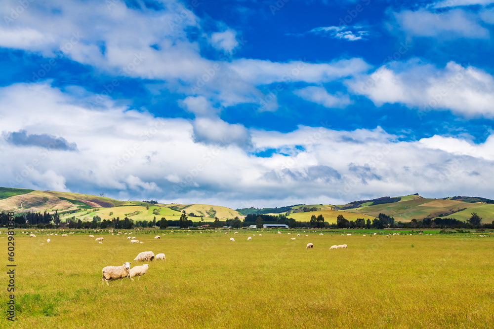 New Zealand rural landscape with free range sheep
