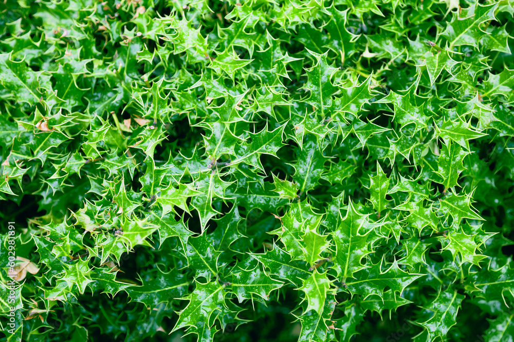 holly leaves natural background