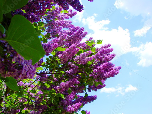 An amazing and unsurpassed in beauty natural picture of pink lilac blooming against the background of blue spring sky. photo