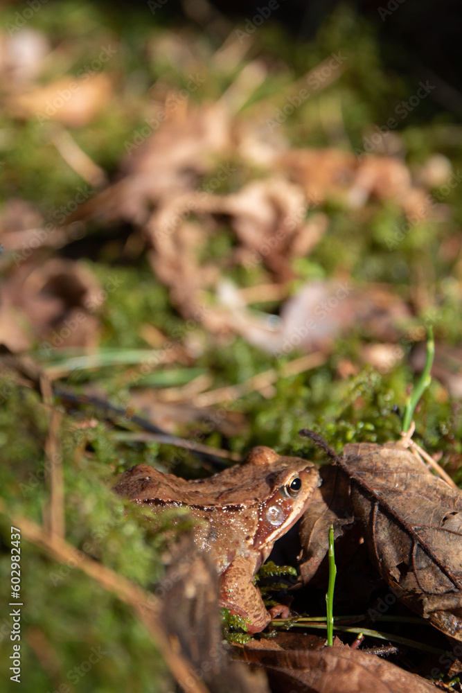 Naklejka premium photo small toad sitting on moss