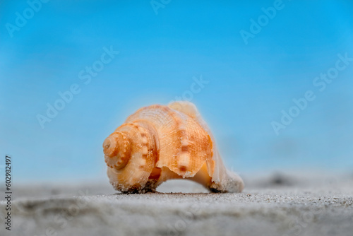 Pear Whelk (Fulguropsis spirata) on the beach at Cumberland Island, Georgia photo