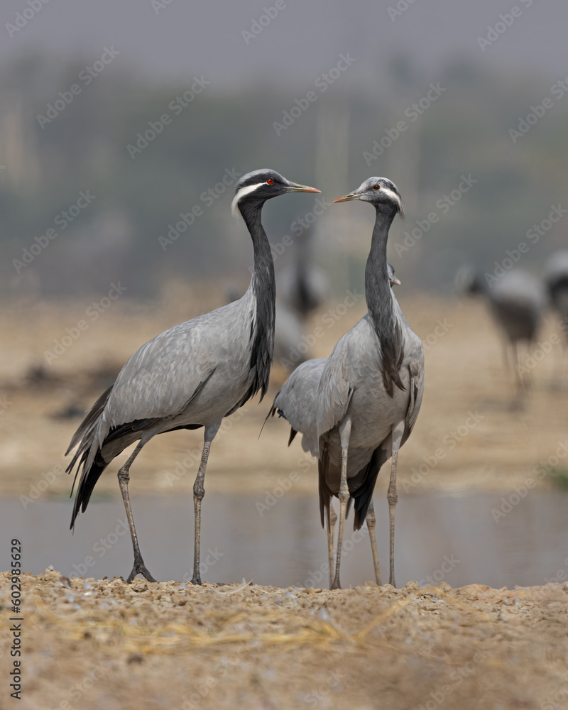 Obraz premium Birds and animals