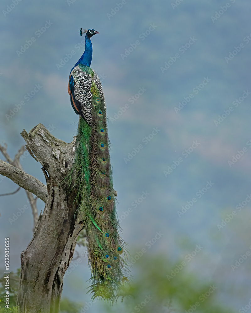 Fototapeta premium Birds and animals