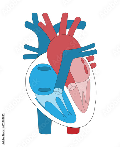 Structure of Human Heart Illustration