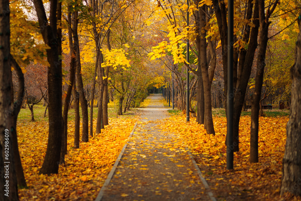 Empty walking alley without people in autumn park with fallen yellow leaves.