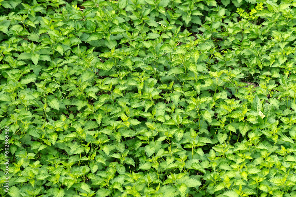 Uncultivated stinging nettle in a lush green meadow