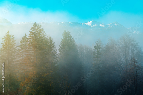 Beautiful scenic landscape of Triglav national park in Slovenia, tall evergreen pine trees in woodland enveloped by morning fog