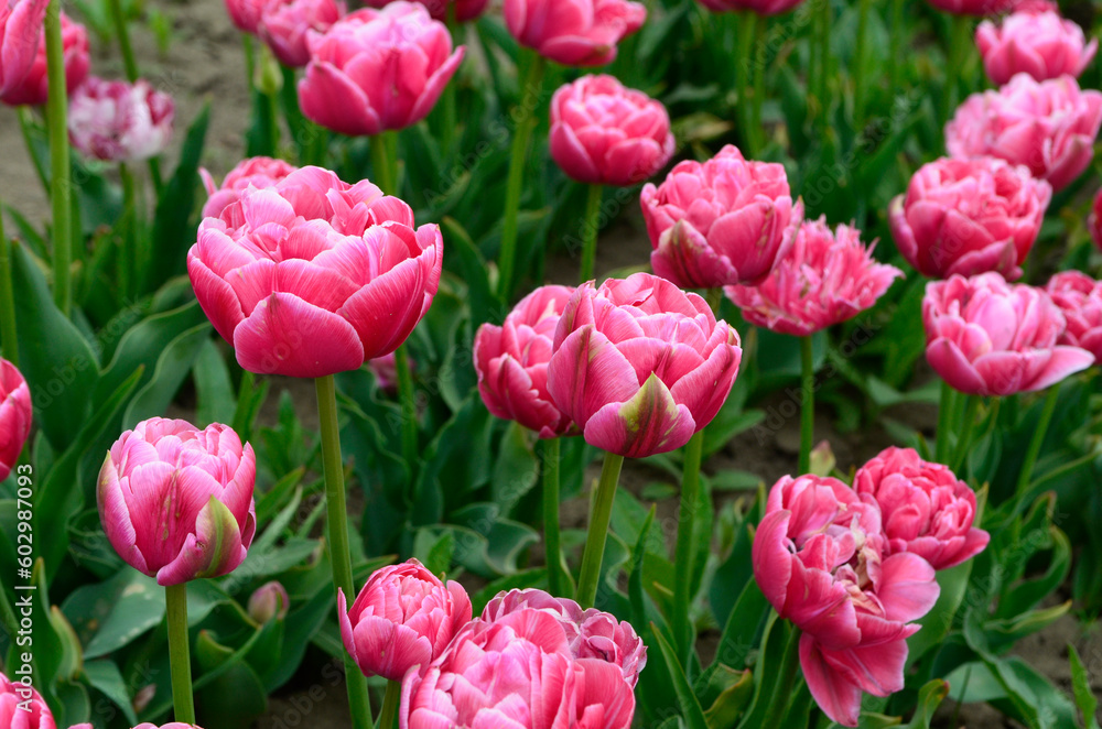 Fototapeta premium Field of pink tulips