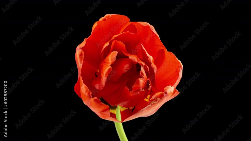 Timelapse of red tulip flower blooming on black background, time lapse, closeup. Wedding background, Valentine's day concept. Mother's Day, Holiday, Love, Birthday