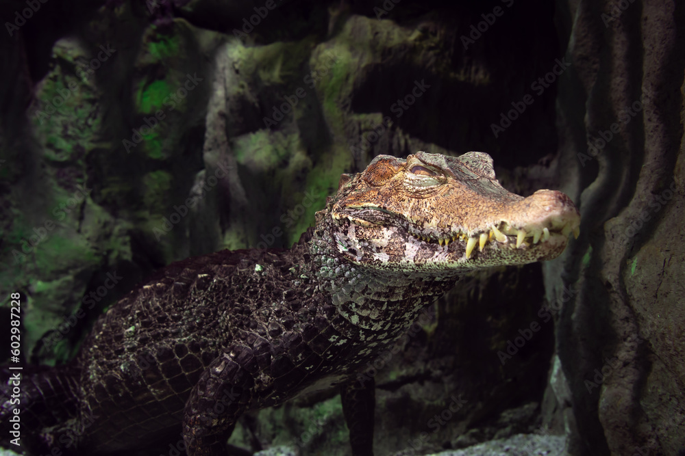 Dangerous animal in a dark place hidding and looking looking for her next victim. this crocodile preparing to attack. Dangerous animal in a dark place hidding and looking looking for her next victim. this crocodile preparing to attack.
