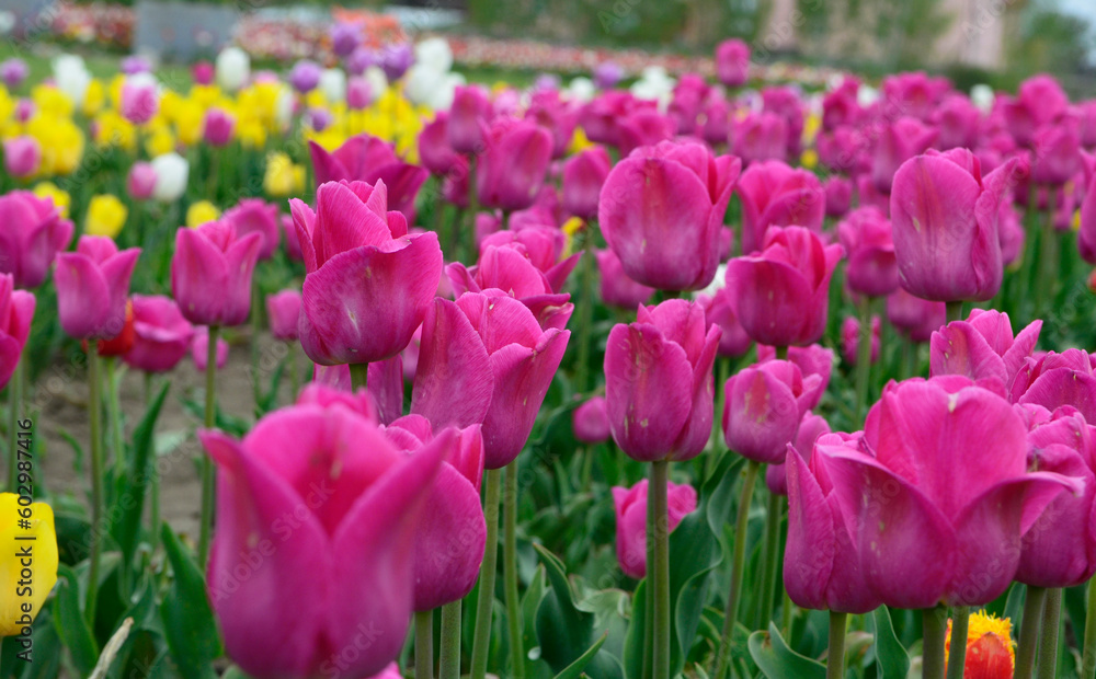 Fototapeta premium Field of pink tulips