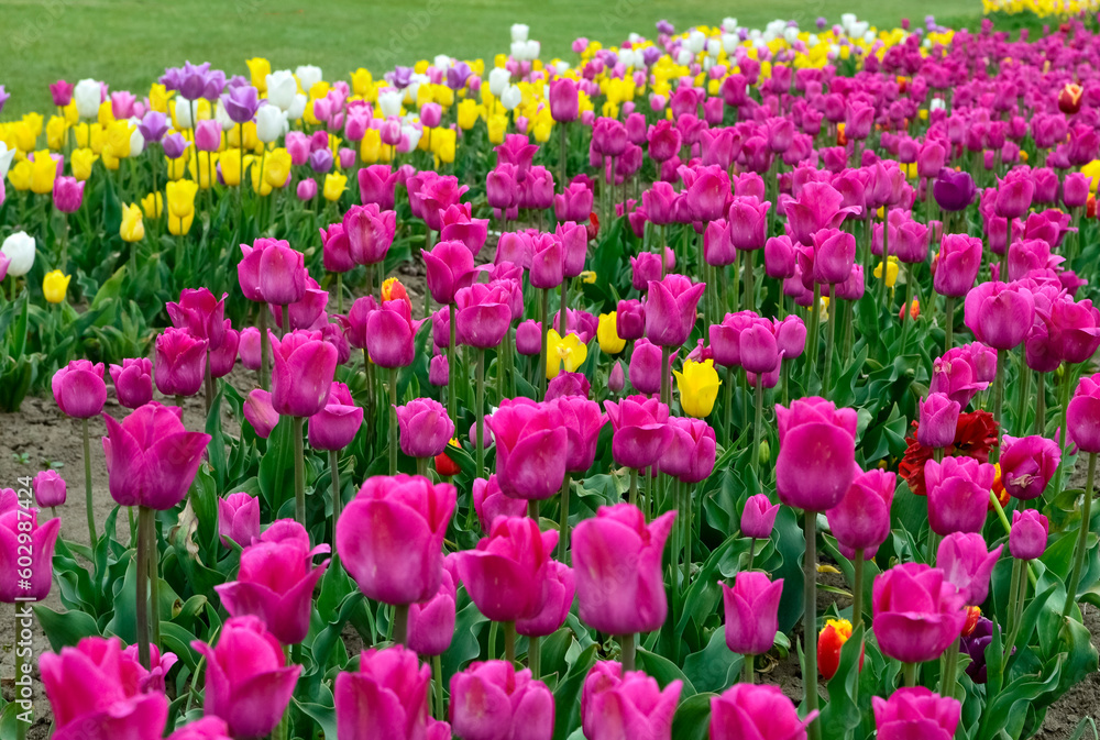 Field of pink tulips