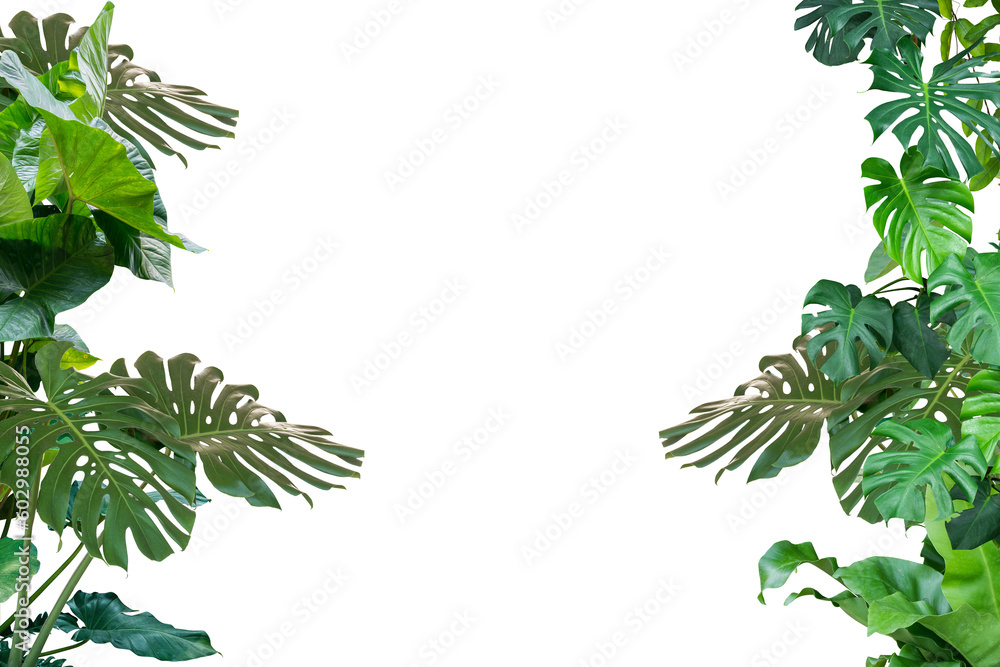 Fototapeta premium Green leaves Plant isolated 