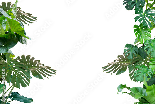 Green leaves Plant isolated 