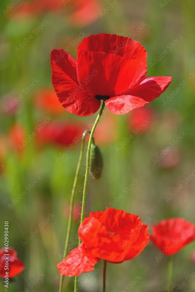 Blooming poppy field. Detailed photo of red poppies with blurry background. Gargano, Italy, Europe. Blooming poppy field. Detailed photo of red poppies with blurry background. Gargano, Italy, Europe.