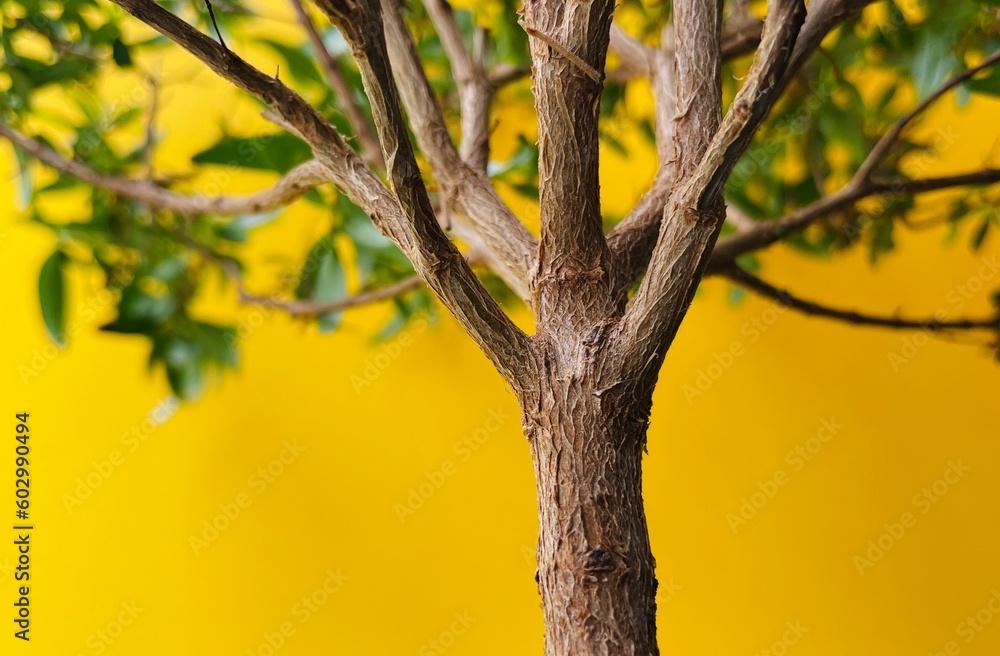 Green tree on a yellow background. Background tree. indoor tree Green tree on a yellow background. Background tree. indoor tree