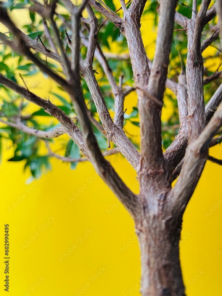 Fototapeta premium Green tree on a yellow background. Background tree. indoor tree