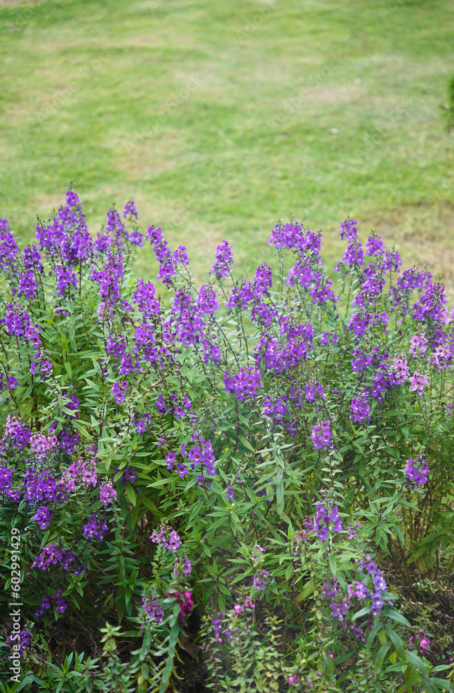 Willowleaf angelon flowers bed in green grass background Willowleaf angelon flowers bed in green grass background