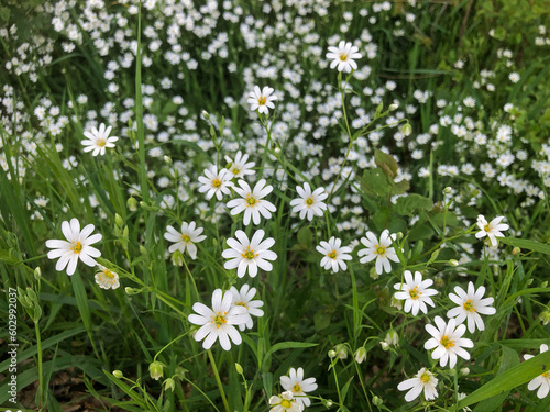 Rabelera. Wild forest flower. Spring. Stellaria holostea. Grote muur. 