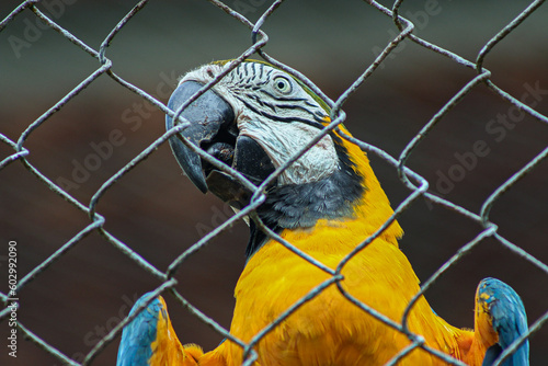 Beautiful Yellow & Blue Parrot. Beautiful Background of Scarlet and Blue Gold Macaws in Zoo. CIGS Zoo in Manaus, Amazonia.