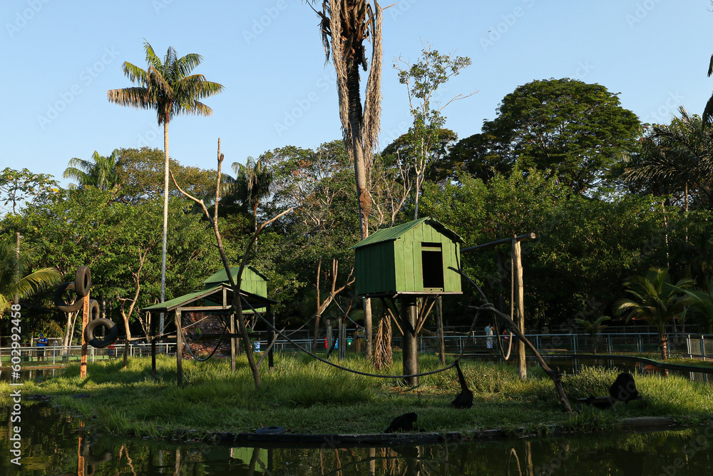 House monkey in Cigs Zoo Manaus, Amazonas. House monkey in Cigs Zoo Manaus, Amazonas.