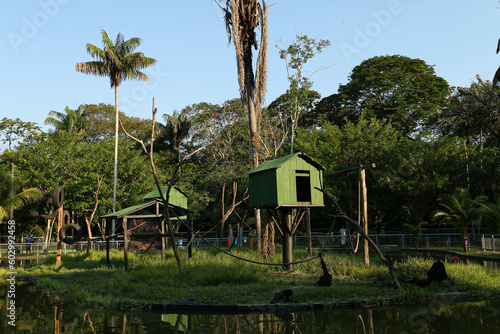House monkey in Cigs Zoo Manaus, Amazonas.