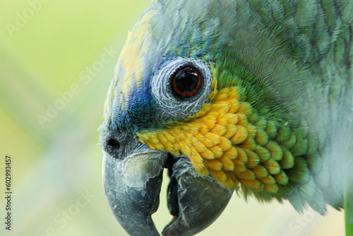 Papaguaio, parrot, Cigs Zoo Manaus, Amazonas photo