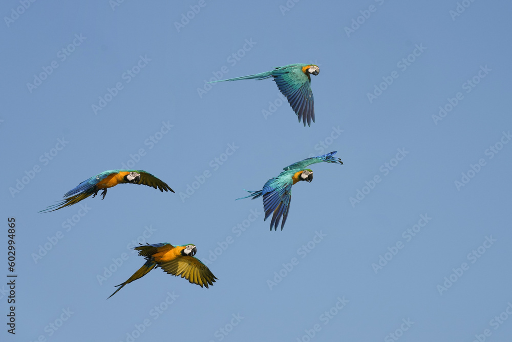 Blue and gold yellow macaw parrot bird free flying in sky.