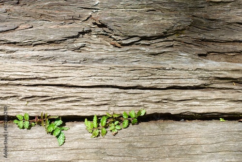 古い木の板の隙間から生える若葉
