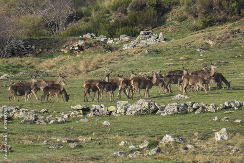 Mandada de ciervos, naturaleza.