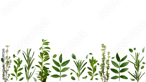 Herbal background of thyme rosemary and other leaves on white background flat lay