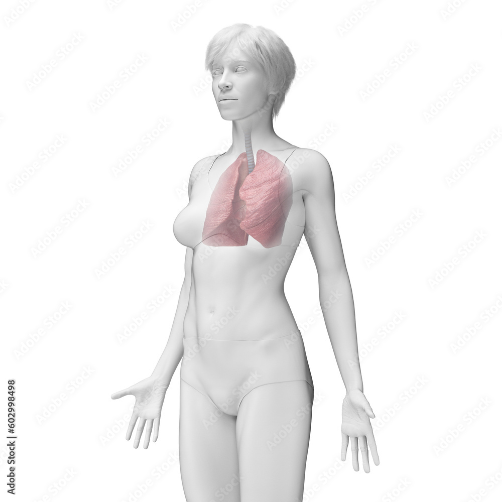 Fototapeta premium 3D Rendered Medical Illustration of Female Anatomy - the lungs.