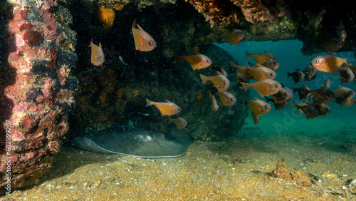 Fototapeta Naklejka Na Ścianę i Meble -  Group of copper sweeper and stingray under the sunken military truck at Tor 13 dive site or tha underwater museum in Andaman Sea, Thailand.