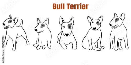 Cute Bull terrier dog doodle. Collection in different poses in free hand drawn illustration style.