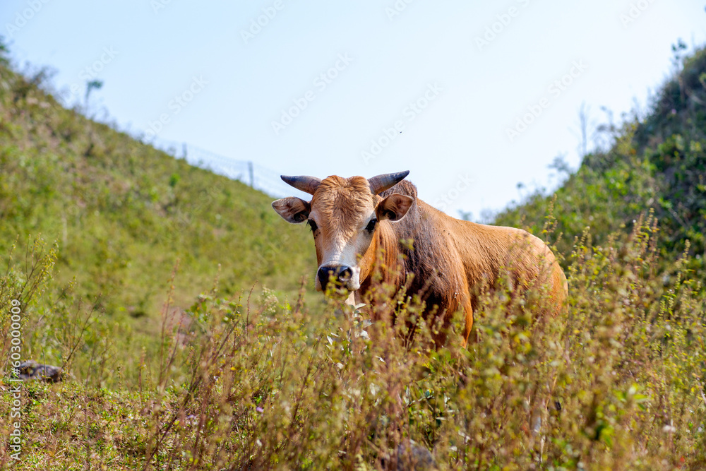 cow in the field