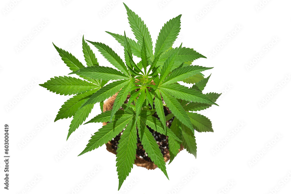 Close-up view of green marijuana plant. Die-cut. Transparent background.png.
Close-up view of green marijuana plant. Die-cut. Transparent background.png.