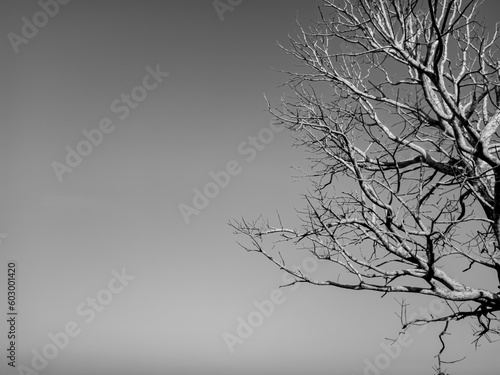 Wallpaper Mural dead dry trees with white and black or gray skies. spooky dry tree background. isolated on white Sky Torontodigital.ca