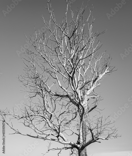 dead dry trees with white and black or gray skies. spooky dry tree background. isolated on white Sky
