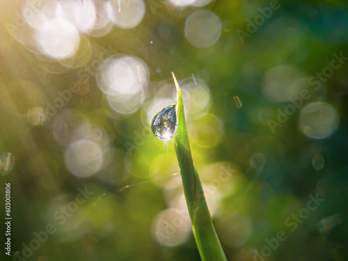 close up. dewdrops raindrops on leaves with blurred nature background, bokeh .with empty space for text. focus on leaf © JOWO PARALON AS