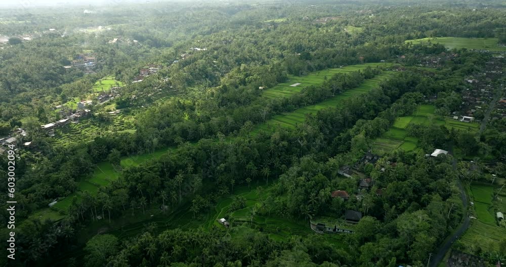 Drone View of Bali. Tegalalang Rice Terrace Drone View of Bali. Tegalalang Rice Terrace