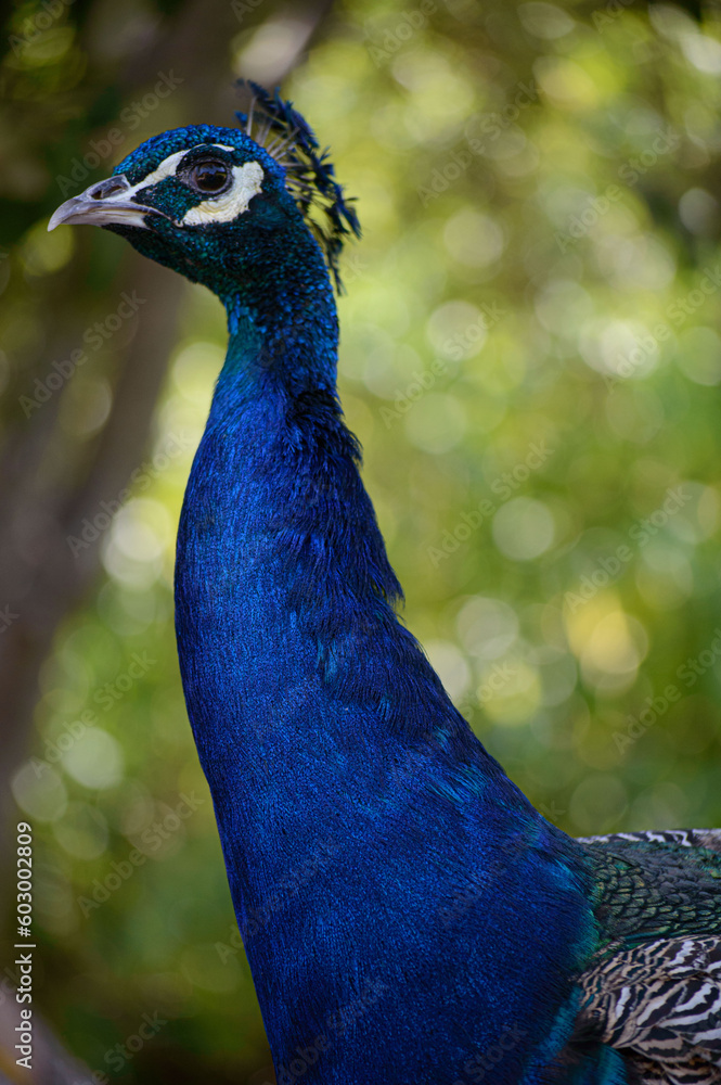 Obraz premium Paon.