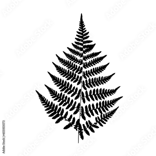 Black fern silhouette isolated 