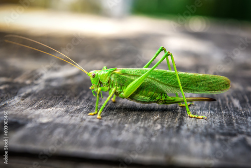 A beautiful green Grasshopper Locust with details