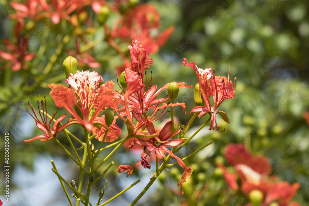 Red Flamboyant flower Red Flamboyant flower