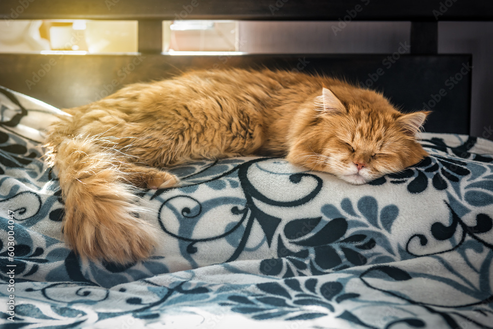 Happy sleeping ginger cat on the pillow