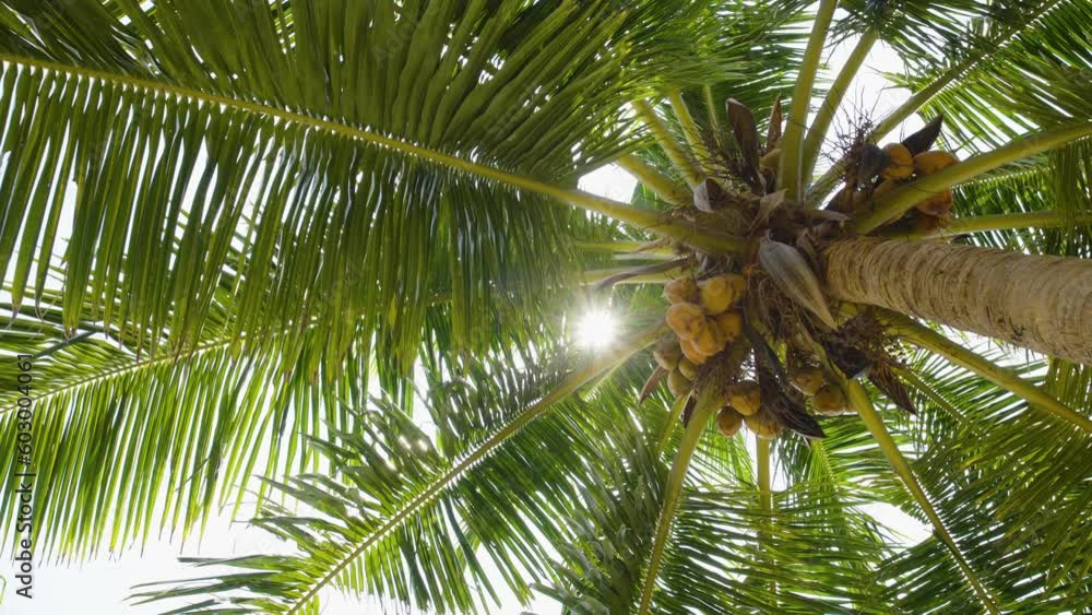 Coconut tree on the beach background bottom view of palm trees Summer sun and clouds in the daytime. Coconut tree on the beach background bottom view of palm trees Summer sun and clouds in the daytime.