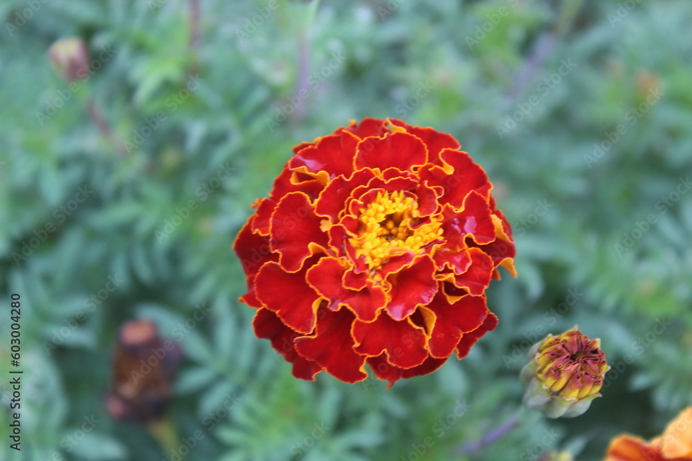 Apart from being an ornamental plant, the purpose of cultivating tagetes erecta is as an insecticide that can function as a mosquito repellent. Apart from being an ornamental plant, the purpose of cultivating tagetes erecta is as an insecticide that can function as a mosquito repellent.