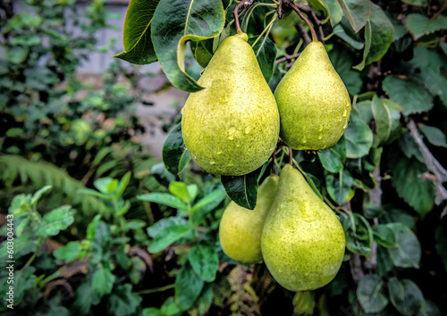 Ripe organic pears on the tree after rain