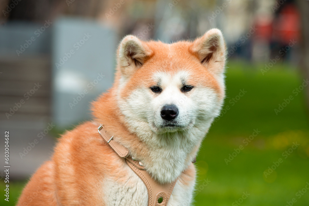 Adult Akita Inu dog in a city public park in Japan Adult Akita Inu dog in a city public park in Japan