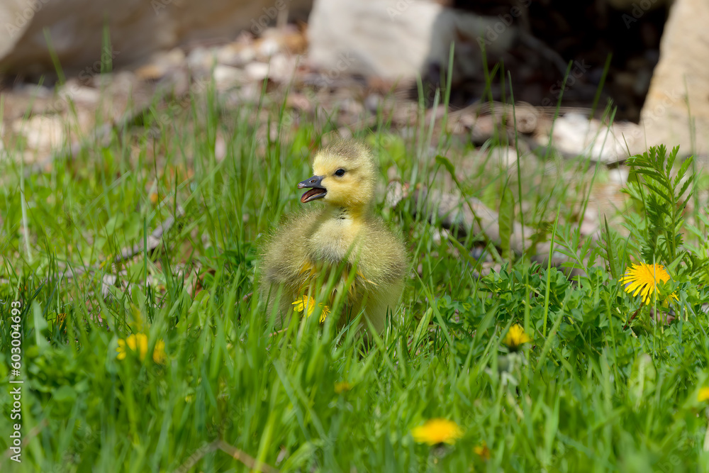 Canada goose - gosling (Branta canadensis) on a meadow. Canada goose - gosling (Branta canadensis) on a meadow.